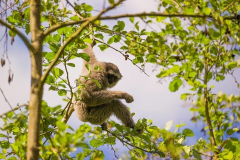 A White-handed gibbon, Hylobates lar, climbs in a tree