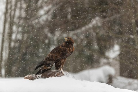 One golden eagle (Aquila chrysaetos) sitting on a carcass of a red fox on a snowy meadow during