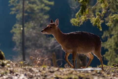 One female Manchurian sika deer or Dybowski's sika deer (Cervus nippon mantchuricus or Cervus