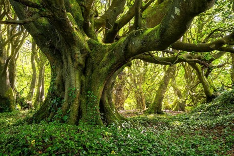 Forest landscape. A mighty gnarled old tree in a forest in Cornwall. Moss on the trunk, ivy