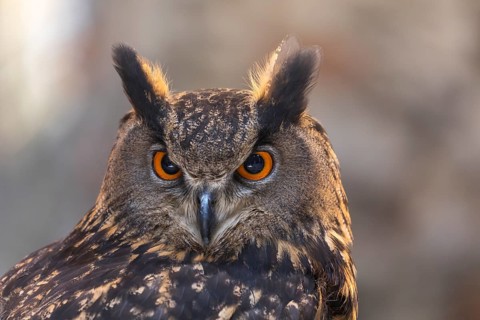 One Eurasian Eagle Owl, Bubo bubo, perched on the walls of a ruin of a monastery. Backlit portrait