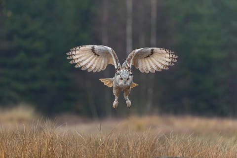 One Siberian Eagle Owl (Bubo bubo sibiricus) landing on a rock between tall reed grass lakeshore on