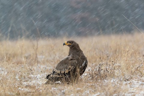 One steppe eagle, Aquila nipalensis, sitting on a snowy meadow during snowfall. Trees and grass in