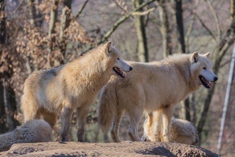 Two Arctic wolves (Canis lupus arctos) standing on a rock on a sunny day. A leafless forest in the