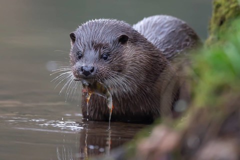 Eurasian otter (Lutra lutra) adult animal feeding on a fish in a river, England, United Kingdom,
