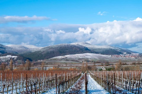 Vineyards in the snow with mountains in the background and blue sky, Southern Palatinate,