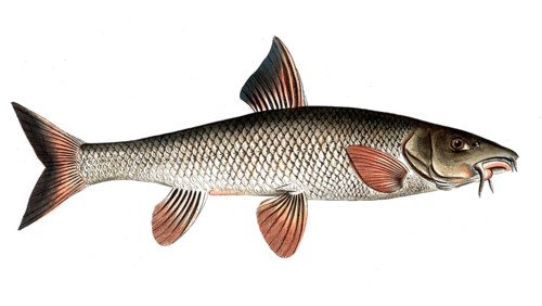 Fish, fish, genus of carp fish, Cyprinus barbus, Barbel, the Barbel, Historical, digitally restored