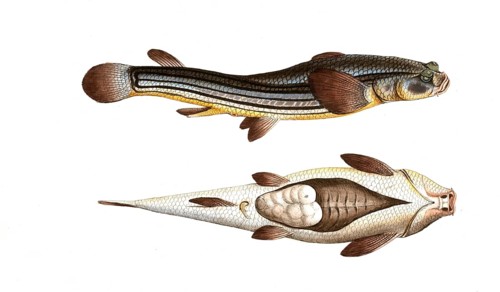 Fish, Fische, Anableps Tetrophthalmus, das Vierauge, the Four-eye, Historic, digitally restored