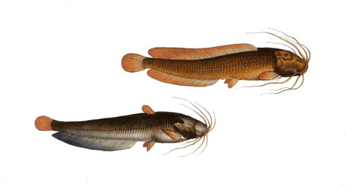 Fish, fishes, top: Genus of fish from the catfish family within the catfish order, Silurus