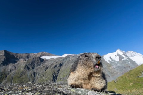 One adult Alpine Marmot, Marmota marmota, standing on a rock. Grossglockner Mountain in the distant