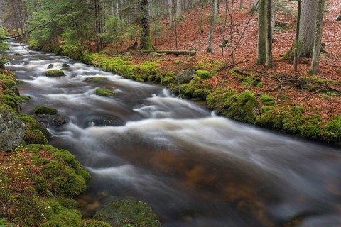 Kleine Ohe creek below Waldhaeuser village in the Bavarian Forest Nationalpark. Flowing water and