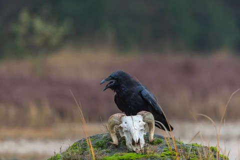 One common raven (Corvus corax) standing on a rock, searching for food on a ram skull. On a dry