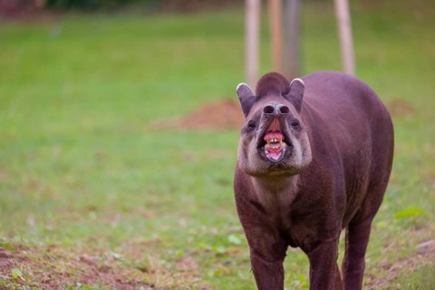 A South American tapir (Tapirus terrestris) stands flehming on a clearing
