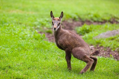 A young Chamois (Rupicapra rupicapra) stands on a fresh green meadow, urinating
