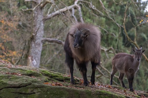 One female and one male Himalayan Tahr (Hemitragus jemlahicus) standing in a forest. Green and
