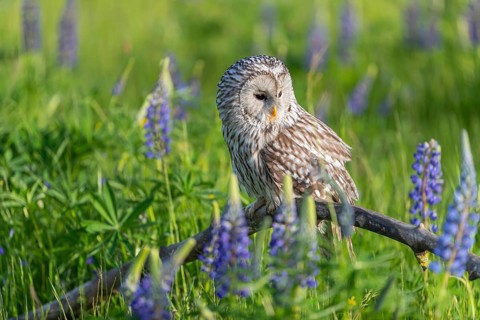 One Ural owl (Strix uralensis) sitting on a branch lying in a field of flowering lupines in late