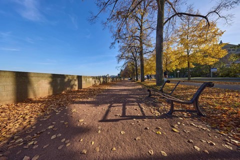 Footpath, bench, wall, autumn leaves, trees with light-flooded autumnal foliage, frog perspective,
