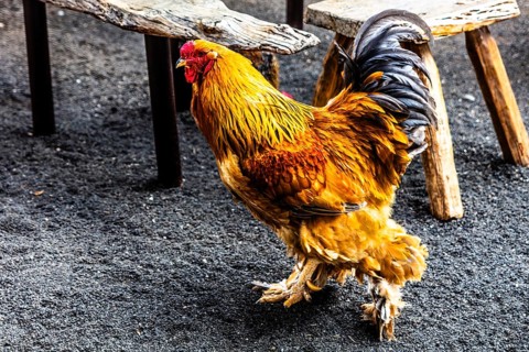 2016, Tiagua, Lanzarote, Farm Museum El Patio, Tiagua, ESP, Spain, Canary Islands, Canary Islands,