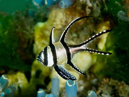 A Banggai cardinalfish (Pterapogon kauderni) with stripes swimming in the coral reef, dive site