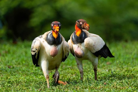 King vulture (Sarcoramphus papa), cock, vulture birds (Aegypiinae), Laguna del Lagarto Lodge,