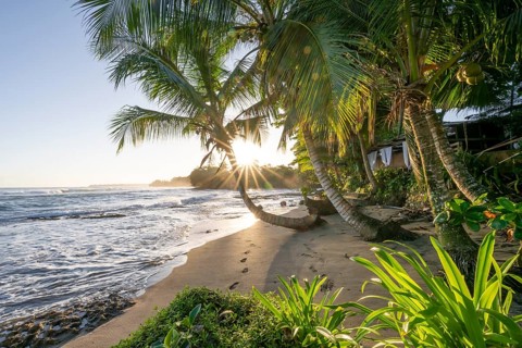 Sea and Caribbean sandy beach with palm trees at sunrise, sun star, Caribbean coast, Playa Negra,