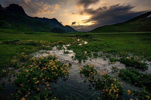Summit in the morning light with dramatic clouds and marsh marigolds (Caltha) with stream in the