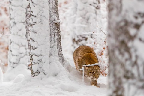 One young male Eurasian lynx, (Lynx lynx), walking through deep snow covered undergrowth in a