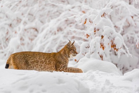 One young male Eurasian lynx, (Lynx lynx), walking through deep snow covered undergrowth in a