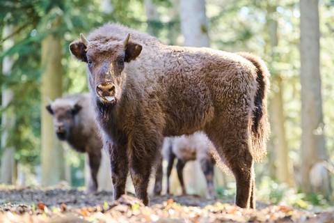 European bison (Bison bonasus) youngsters in a forest in spring, Bavarian Forest, Germany, Europe
