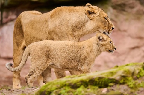 Asiatic lion (Panthera leo persica) female (mother) with her cub, captive