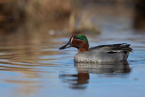 Teal, Creeping Teal or Quail Duck (Anas crecca), Sweden, Europe