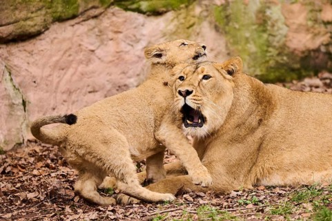 Asiatic lion (Panthera leo persica) female (mother) with her cub, captive