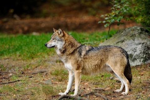 A wolf stands quietly and observing in a wooded environment, Eurasian wolf (Canis lupus lupus),