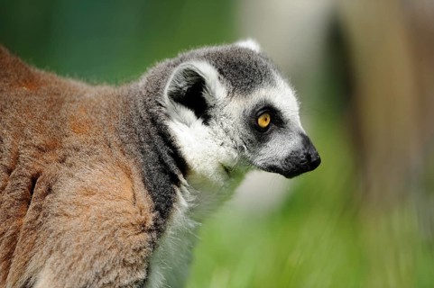 Portrait of a lemur on a green background, looking attentively, Ring-tailed Lemur (Lemur catta),