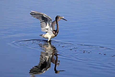 Tricoloured Heron (Egretta tricolor), adult, in the water, foraging, hunting, Merritt Island, Black