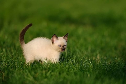 Kitten standing attentively on a green meadow, domestic cat (Felis catus), Siamese cat, Siamese