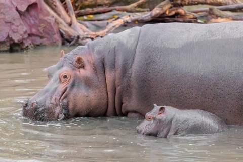 A baby hippopotamus (Hippopotamus amphibius) and its mother swimming in a river
