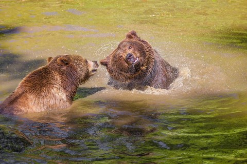 A Eurasian brown bear (Ursus arctos arctos) sow fighting with a big male in a pond