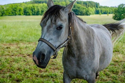 Young horses grazing in the paddocks of the Marbach Principal and State Stud's foal farm in St.