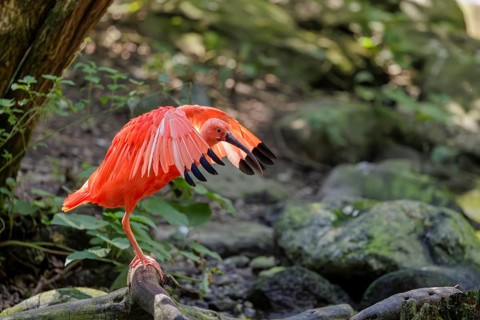A scarlet ibis (Eudocimus ruber) stands on the riverbank and flaps its wings