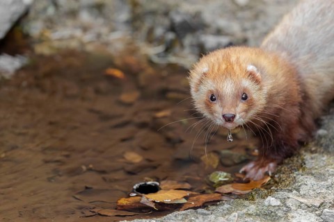 A female ferret (Mustela putorius furo) drinking from a little pond in a garden