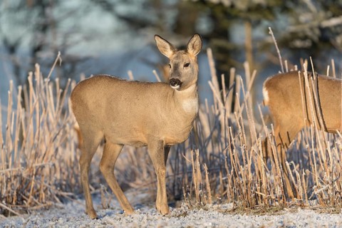 Roe deer standing in hoar frosted dead stinging nettle at minus 15 °C at sunrise. Licking off the