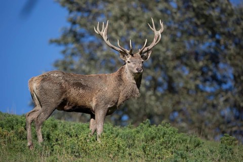 Red Deer stag at the rutting season, mud covered.. Sky in background