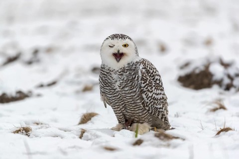 One snowy owl, Bubo scandiacus, Bubo scandiaca, Nyctea scandiaca sitting on a snowy meadow,