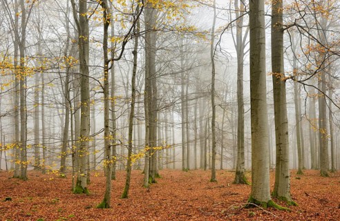 Beech forest, beech trees (fagus) with last yellow leaves in autumn, bare trees and fog,