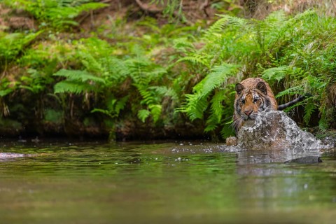 One young female Siberian Tiger, Panthera tigris altaica, walking thru the cool fresh water of a