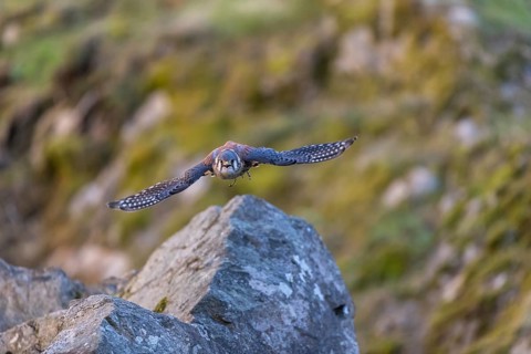 American kestrel (Falco sparverius) flies over rocky terrain