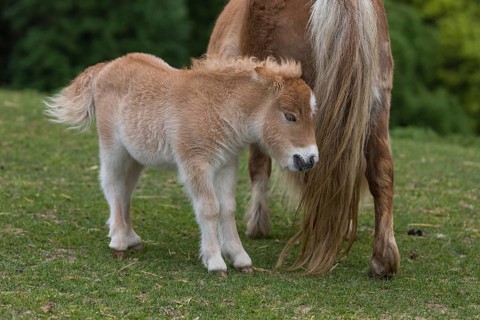 Falabella mare and foal, The Falabella (Equus ferus caballus) is the smallest horse at all