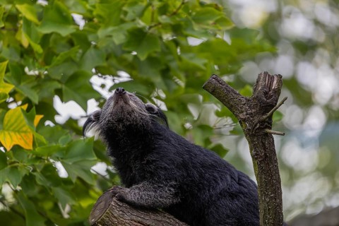 One binturong (Arctictis binturong), or bearcat balancing over branches framed by green leafs