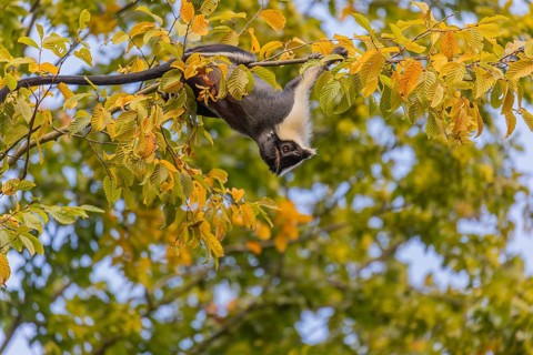 One adult Diana monkey (Cercopithecus diana) climbing along a thin twig with yellow leafs high up